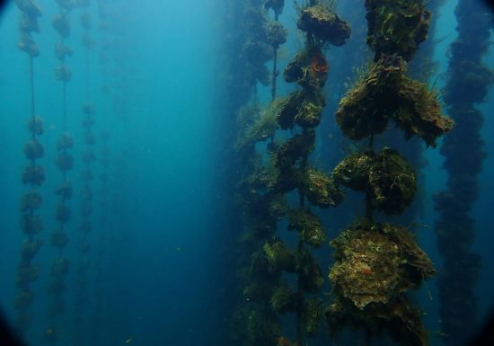 Les fermes marines de Tamaris