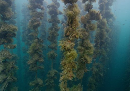Les fermes marines de Tamaris