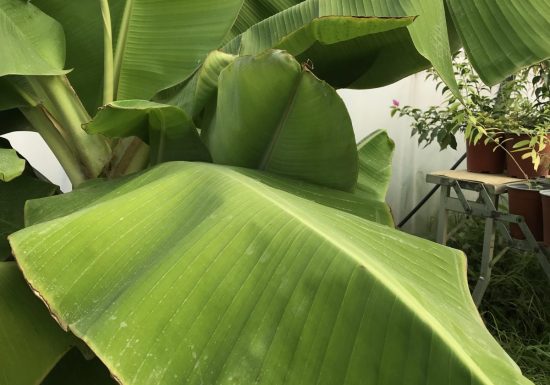 Domaine de l’Enregado