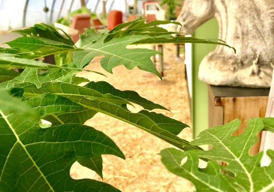 Domaine de l’Enregado