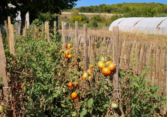 Cabanon des vignes