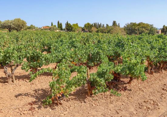 Cabanon des vignes