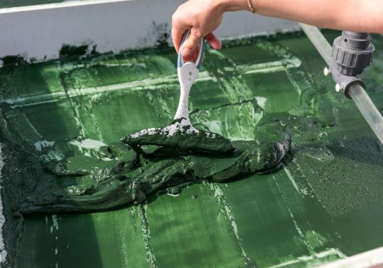 Algazur – Spiruline de la Ferme d’Alon