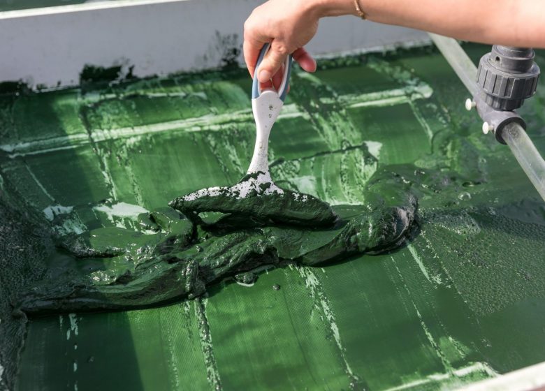 Algazur – Spiruline de la Ferme d’Alon