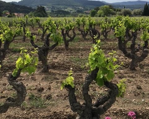 Insolite Wine Tour: Visite apéritive