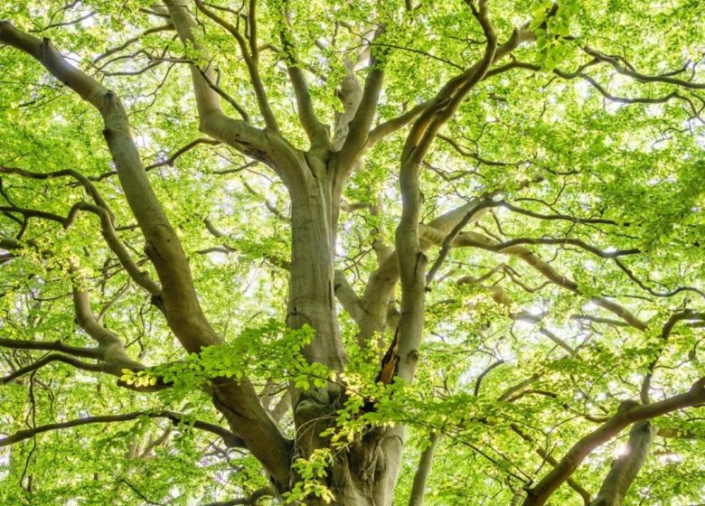 Fête de la nature