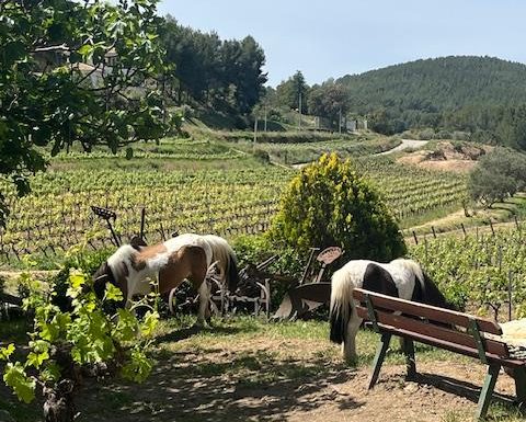 Insolite Wine Tour: Sur les traces de Don Bosco