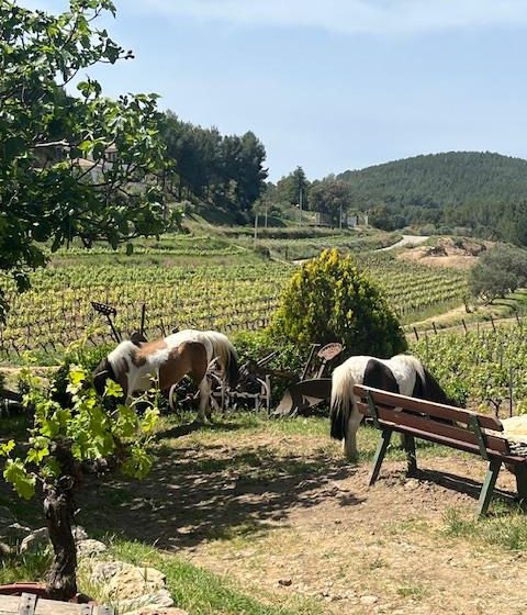 Insolite Wine Tour: Sur les traces de Don Bosco