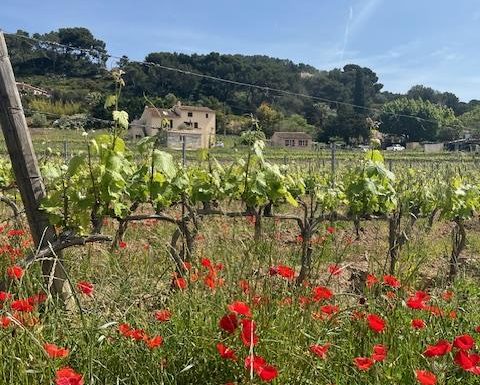 Insolite Wine Tour: Sur les traces de Don Bosco