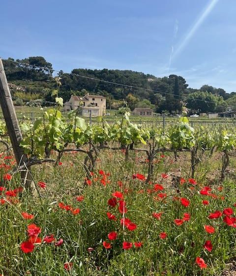 Insolite Wine Tour: Sur les traces de Don Bosco