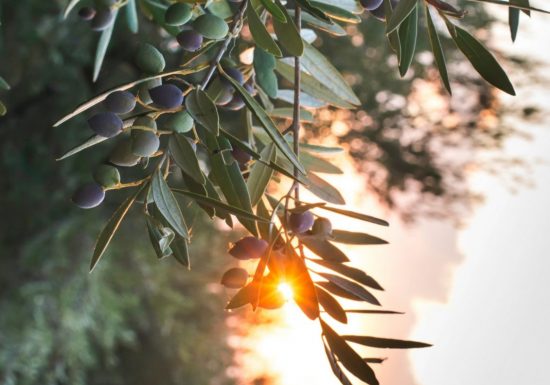 Hilios Tours : Trésors de Provence