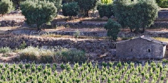 Hilios Tour: Journée Tradition avec guide au départ de Bandol