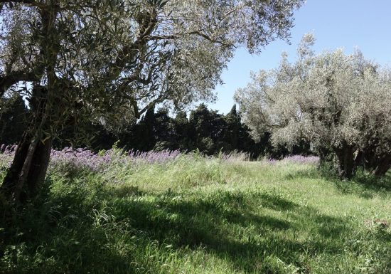 La Ferme des Olivades