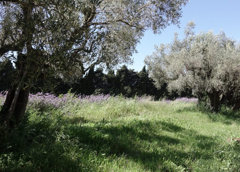 La Ferme des Olivades