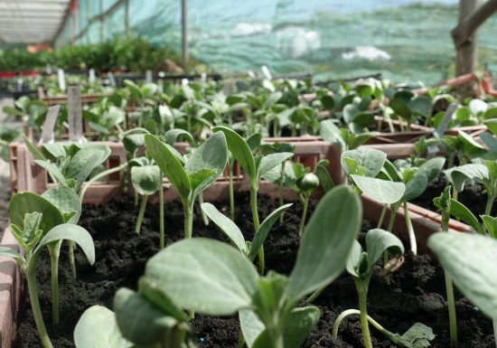 La Ferme des Olivades