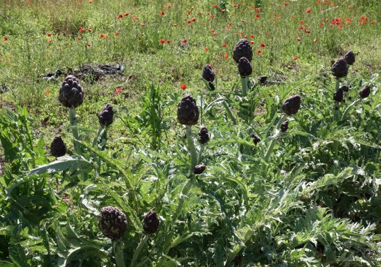 La Ferme des Olivades