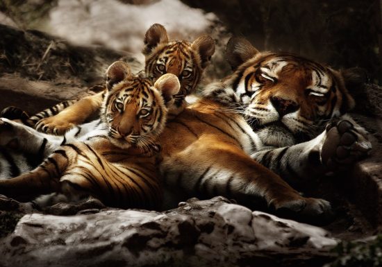 Zoo Fauverie du mont Faron