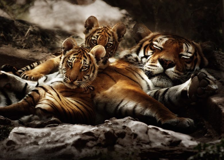 Zoo Fauverie du mont Faron