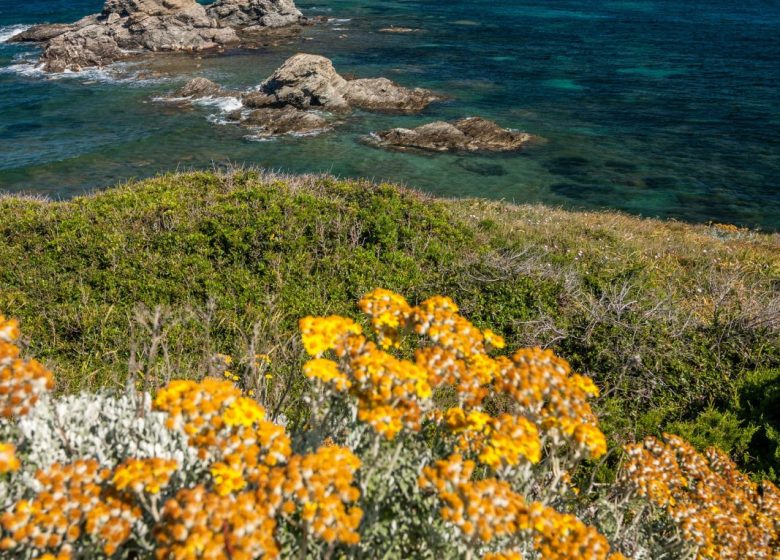 Visite guidée : Les Embiez, l’île au trésor anisé