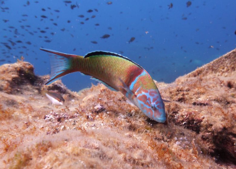 Bandol Plongée