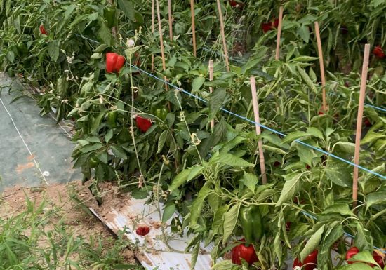 Amap La Seyne sur Mer