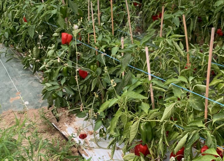 Amap La Seyne sur Mer