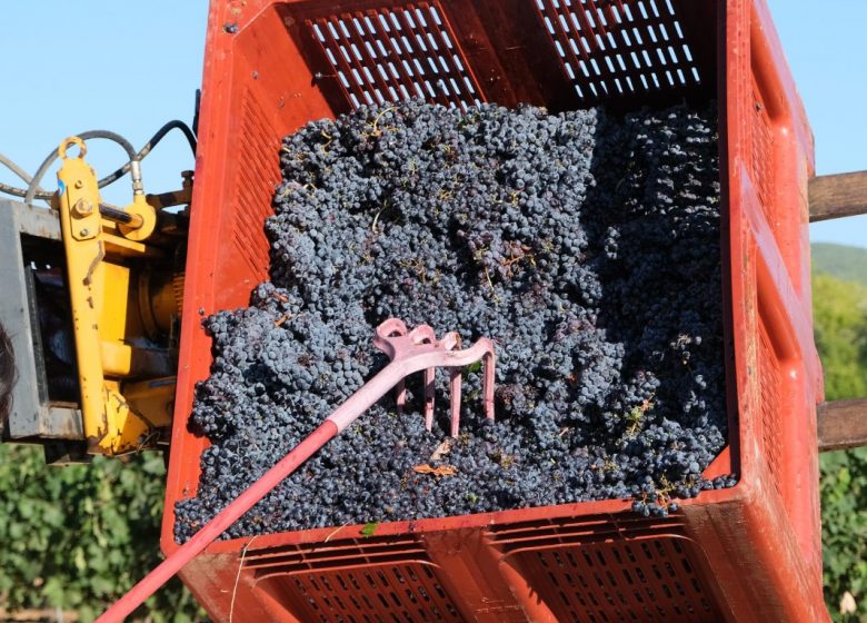 Domaine Pieracci
