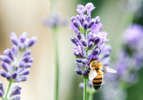 Intervention pédagogique de la Miellerie de l’Oratoire