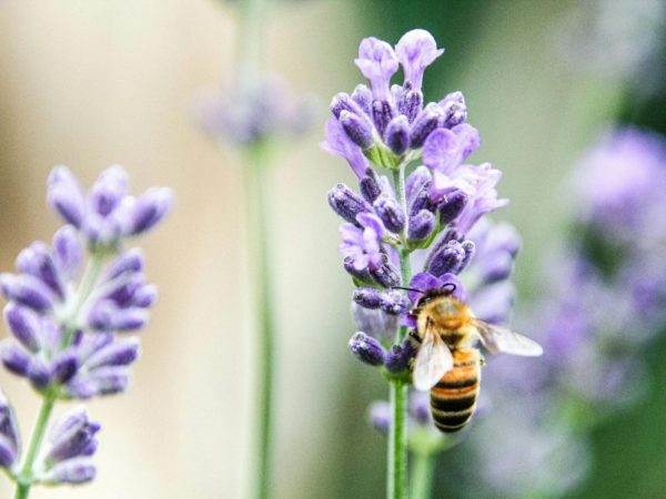 Intervention pédagogique de la Miellerie de l’Oratoire