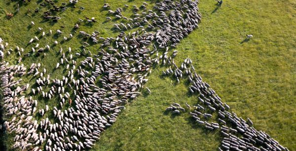 Ciné-débat : Regards croisés sur le pastoralisme en Provence