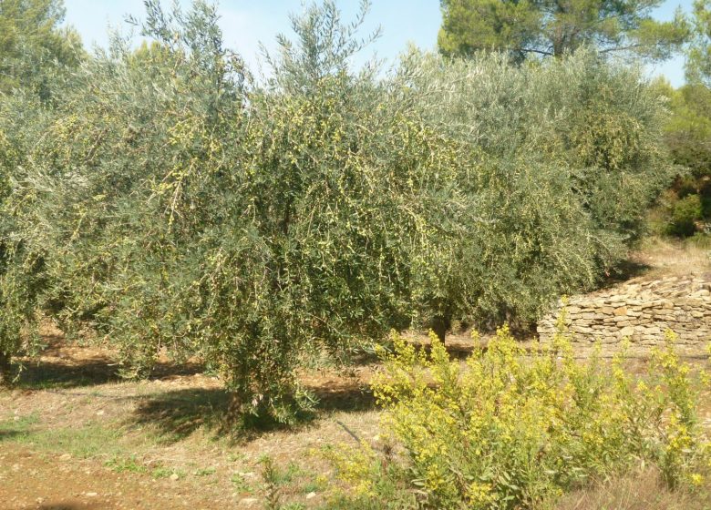 Domaine De L&rsquo;Olivade