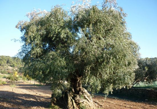 Domaine De L&rsquo;Olivade