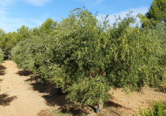 Domaine De L&rsquo;Olivade