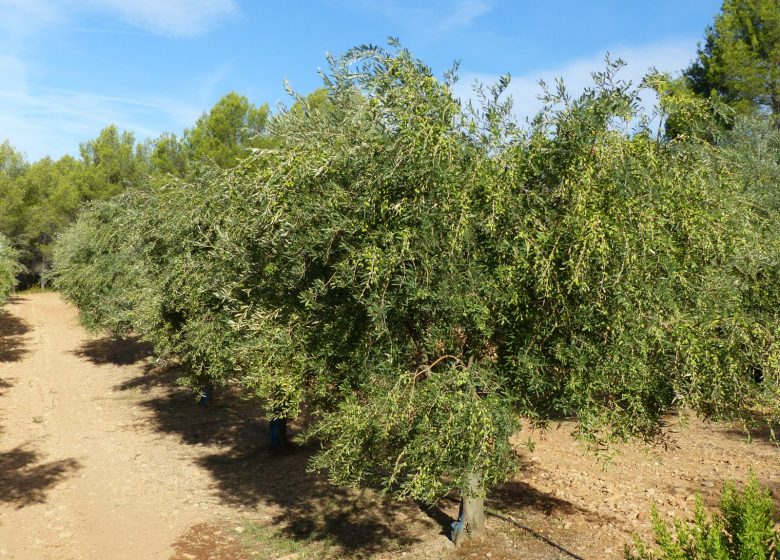 Domaine De L&rsquo;Olivade