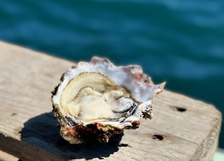 Coquillages Giol