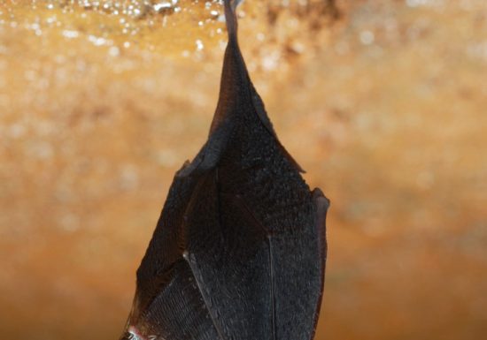 Rencontre avec les chauves-souris de Bandol