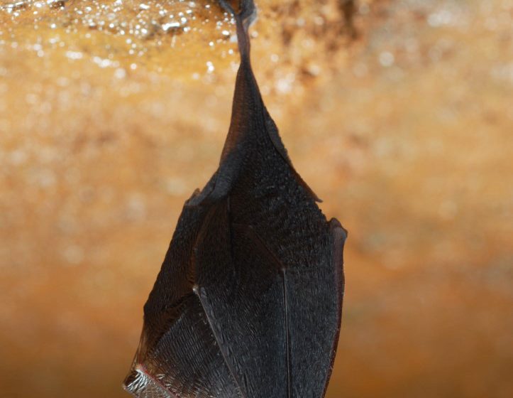 Rencontre avec les chauves-souris de Bandol