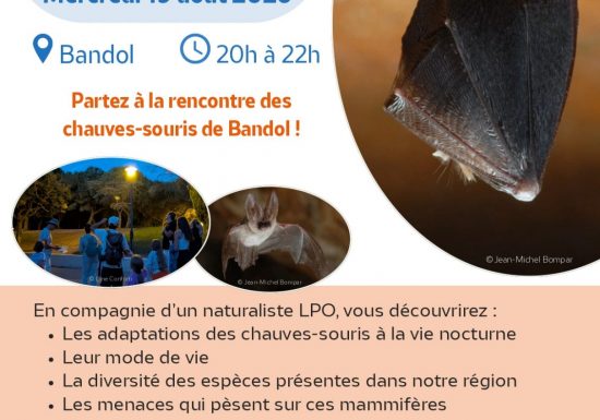 Rencontre avec les chauves-souris de Bandol