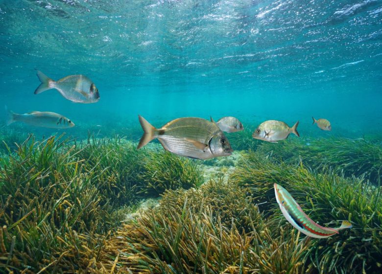 Animation biodiversité marine et randonnée subaquatique