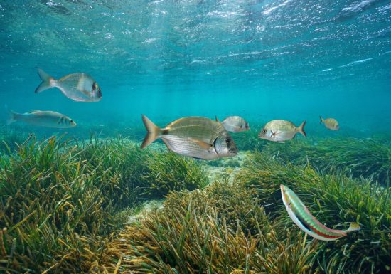 Animations laisse de mer et les trésors de plage