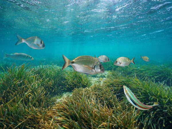 Animations laisse de mer et les trésors de plage