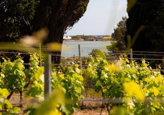 Domaine viticole de l&rsquo;île des Embiez