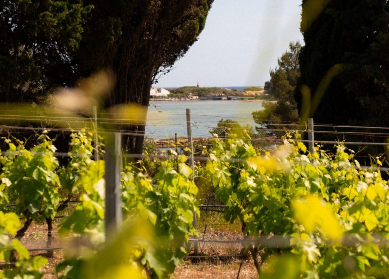 Domaine viticole de l&rsquo;île des Embiez
