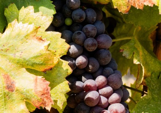 Domaine viticole de l&rsquo;île des Embiez