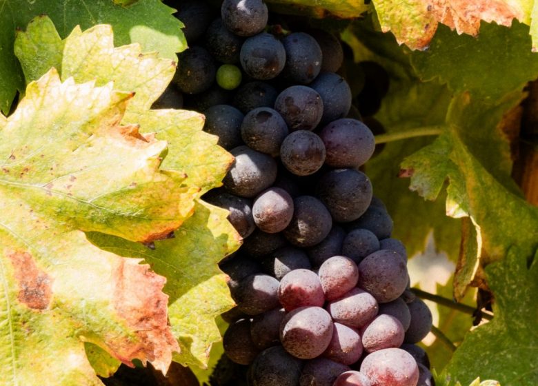 Domaine viticole de l&rsquo;île des Embiez