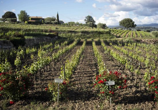 Visite guidée du Domaine Bunan