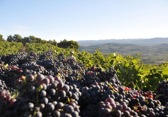 Visite guidée du Domaine Bunan