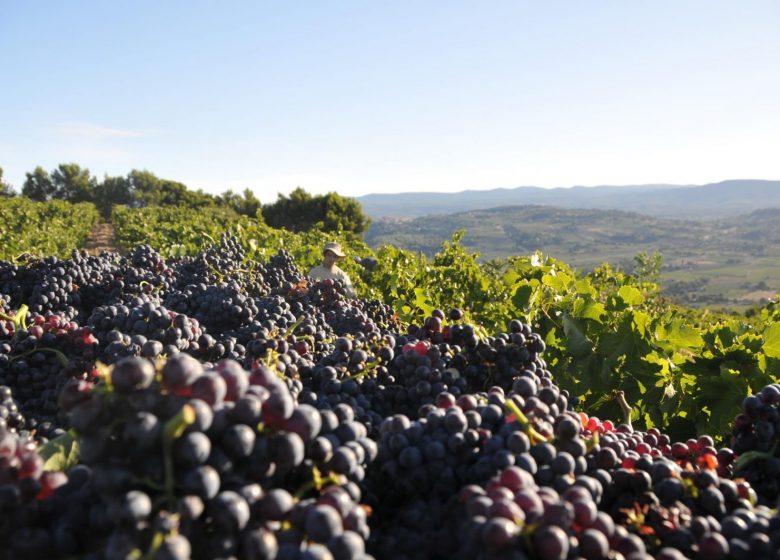 Visite guidée du Domaine Bunan