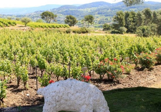 Visite guidée du Domaine Bunan