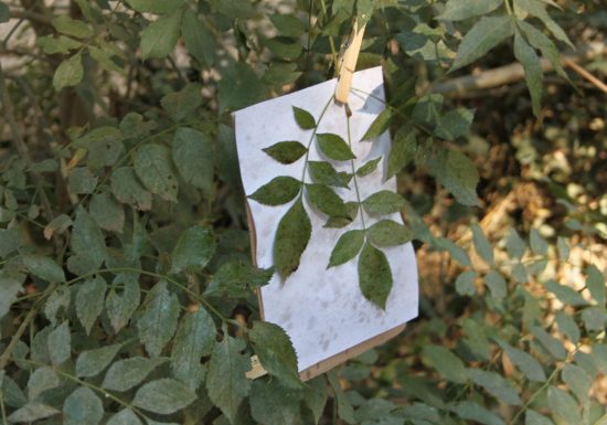 Sortie enfant : Dans la peau d&rsquo;une sorcière – Sorsciences